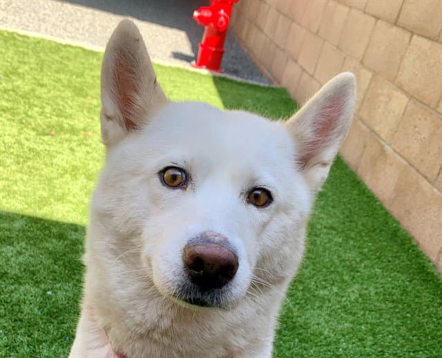 Dakota - Siberian Husky