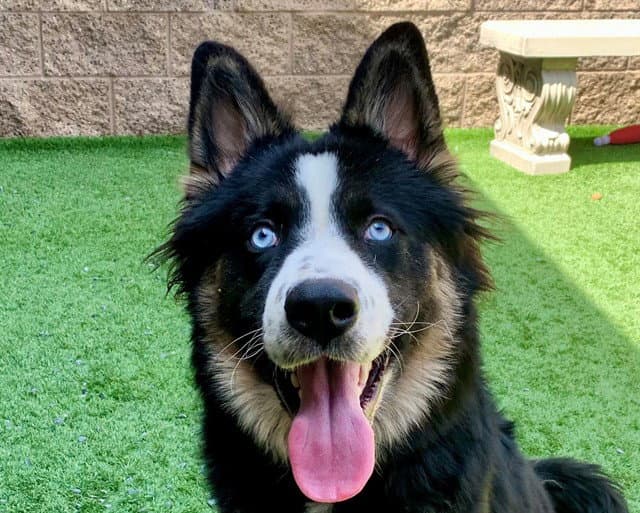 Brandt - Border Collie