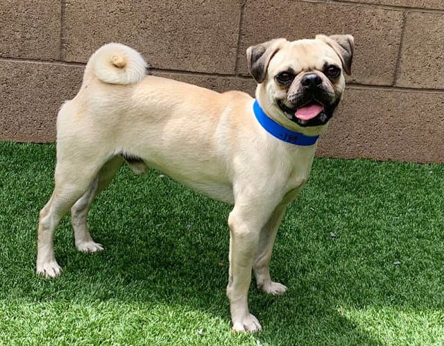 Chester - Pug