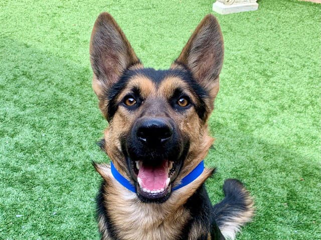 Sterling - German Shepherd Dog