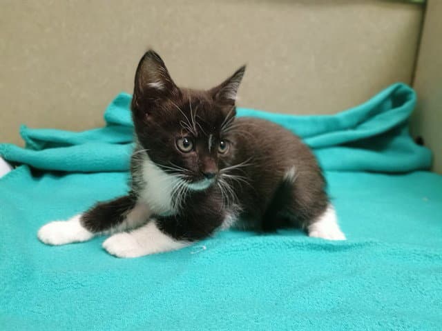 Unknown - Domestic Short Hair
