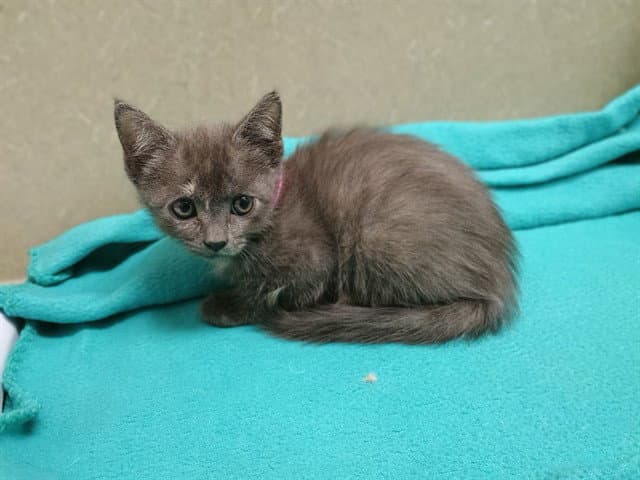 Unknown - Domestic Short Hair