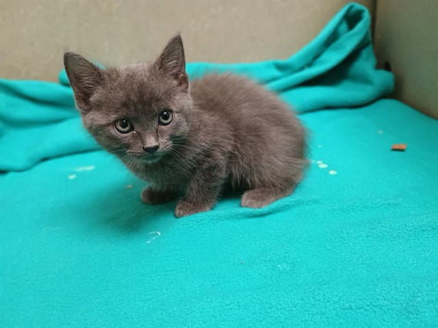 Unknown - Domestic Short Hair