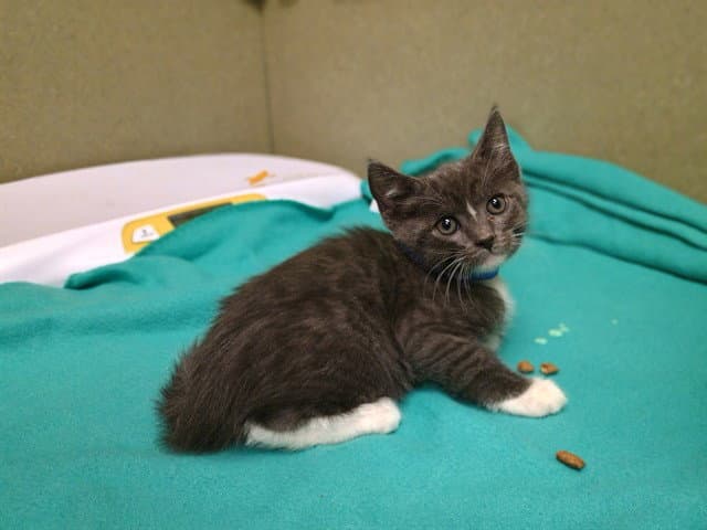 Unknown - Domestic Short Hair