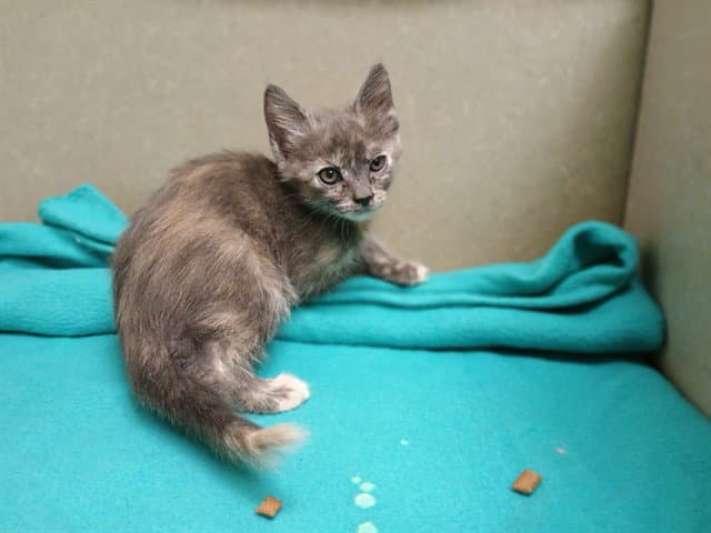 Unknown - Domestic Short Hair