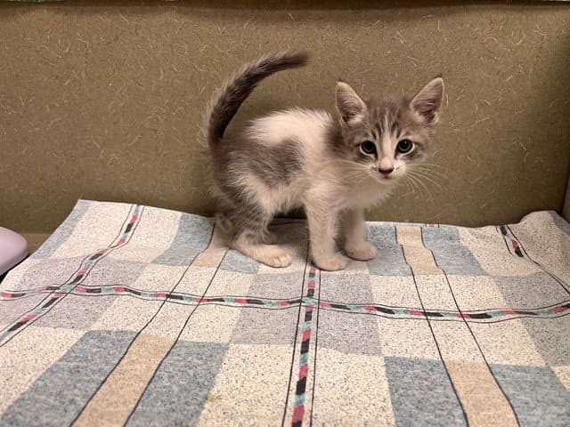 Unknown - Domestic Short Hair