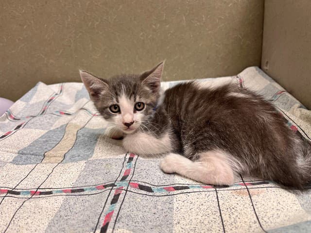 Unknown - Domestic Short Hair