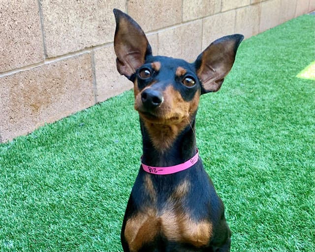 Teacake - Miniature Pinscher