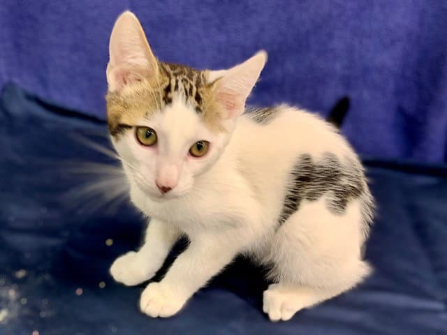 Jack - Domestic Short Hair