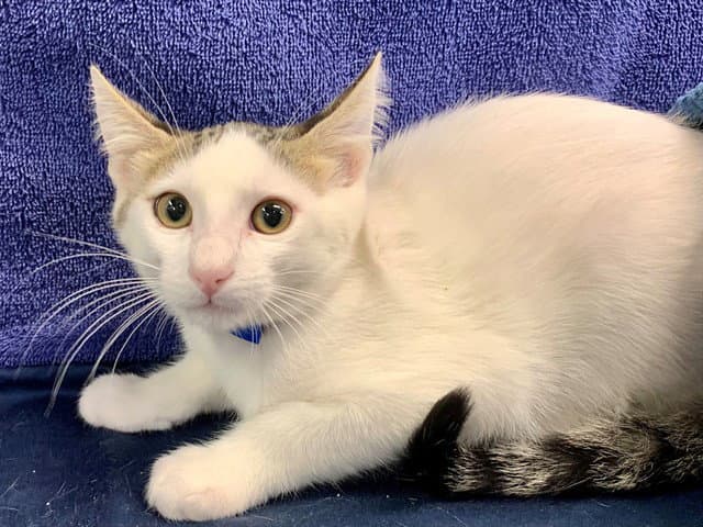 Jumper - Domestic Short Hair