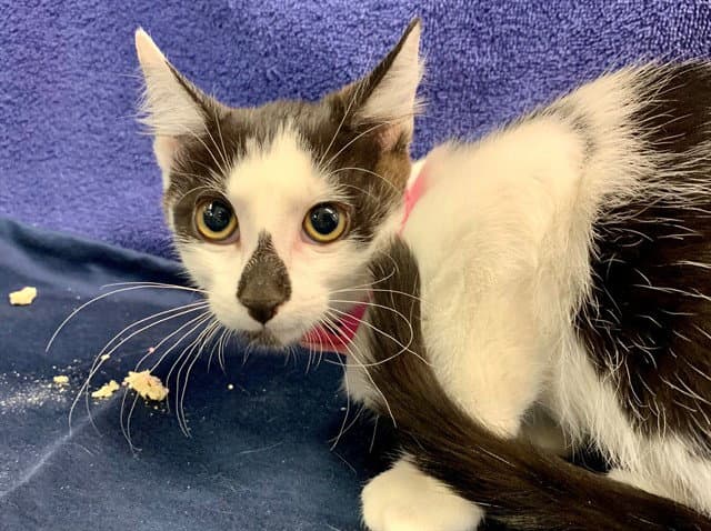 Diamond - Domestic Short Hair