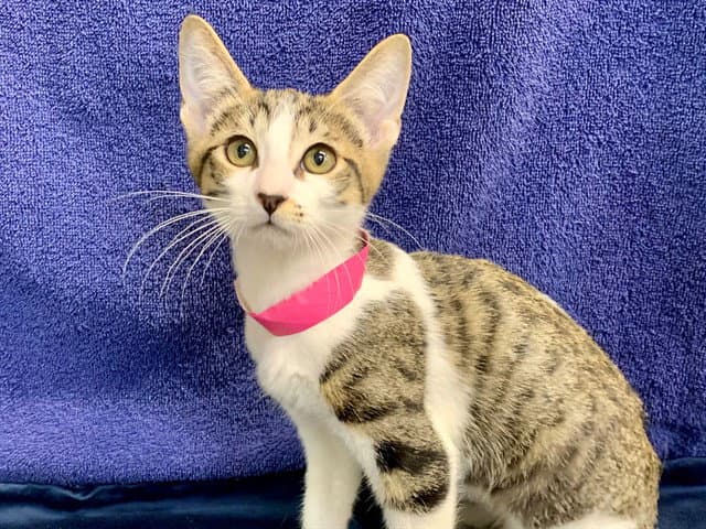 Tara - Domestic Short Hair