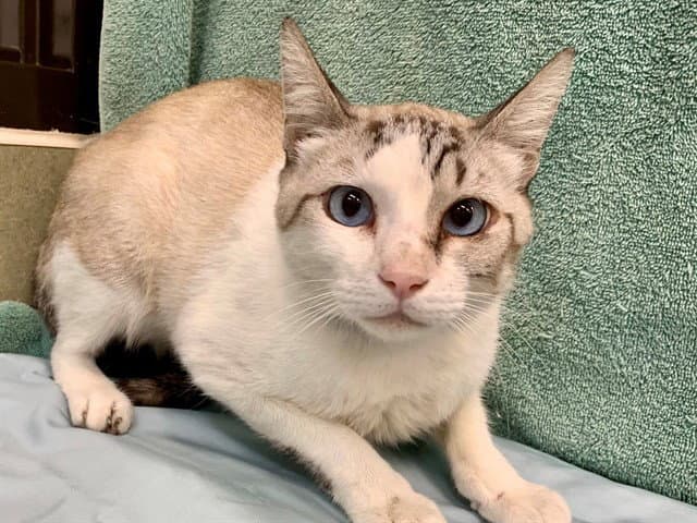 Hermes - Siamese
