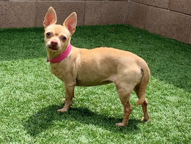 Lilly - Chihuahua