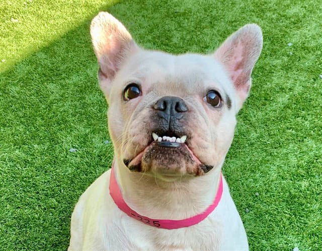 Unknown - French Bulldog