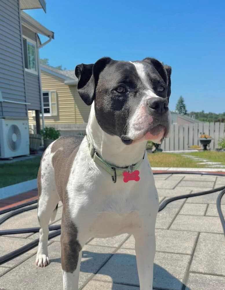 Daisy June - Pit Bull Terrier