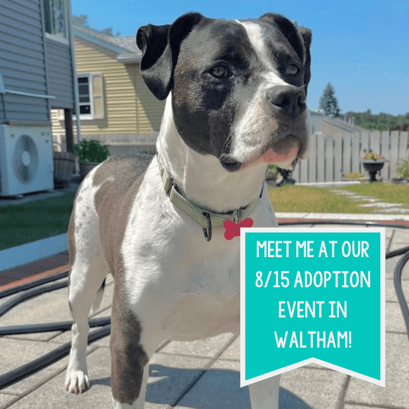 Daisy June - Pit Bull Terrier