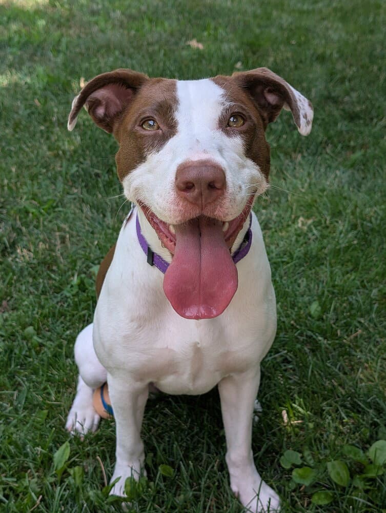 Klara - Pit Bull Terrier