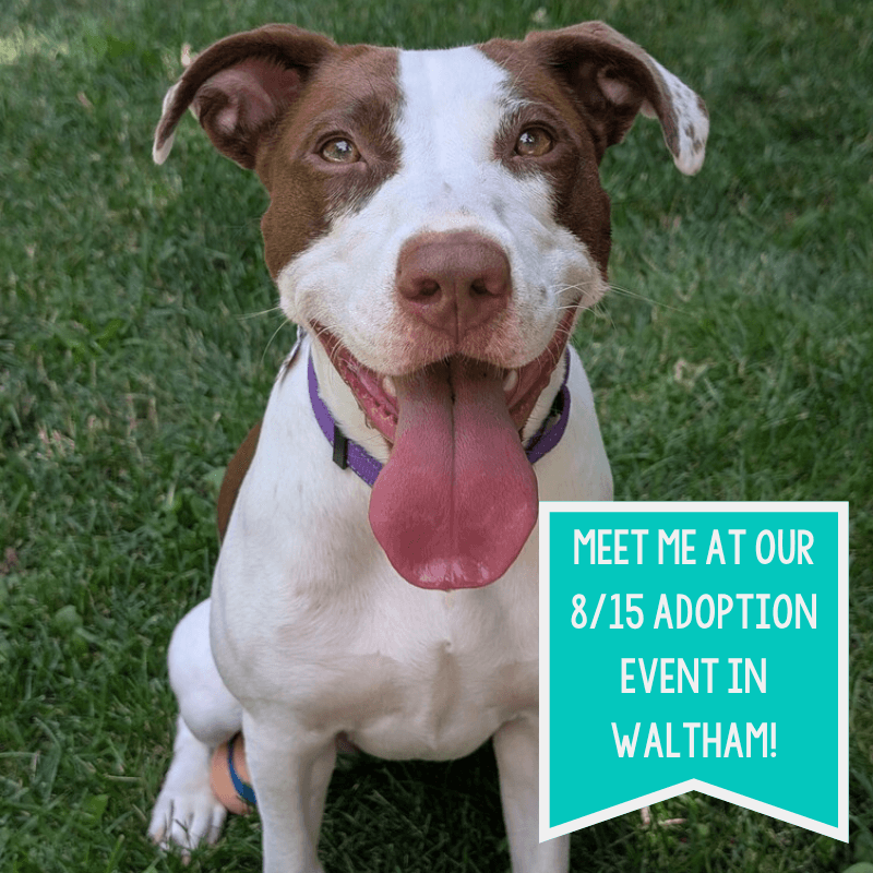 Klara - Pit Bull Terrier