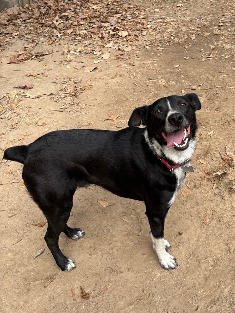 Audie Murphy - Border Collie
