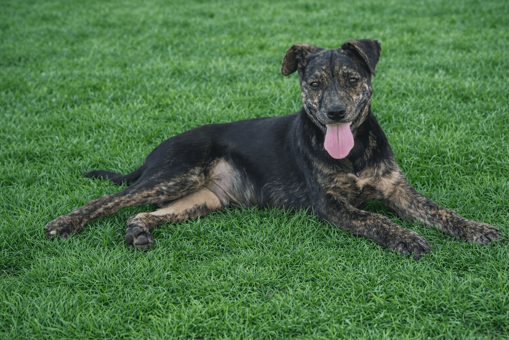 Rex - Mountain Cur