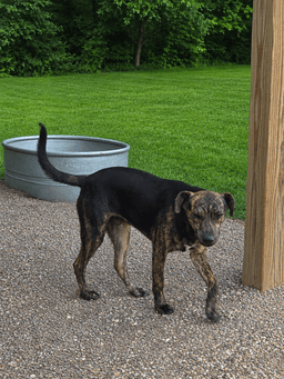 Rex image 2