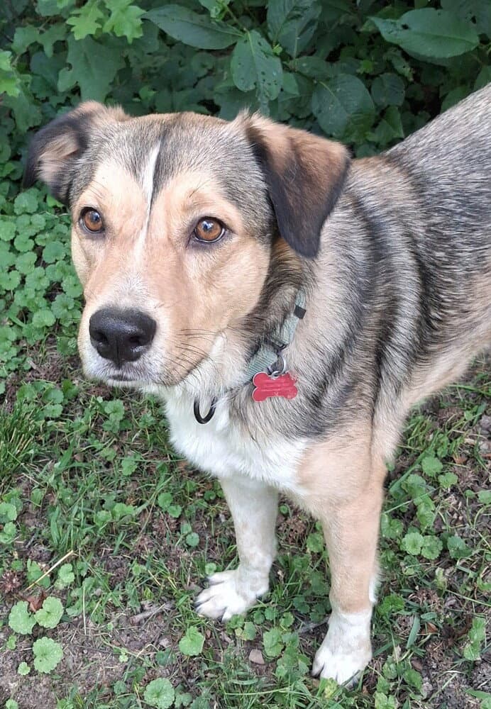 Mathias - Hound