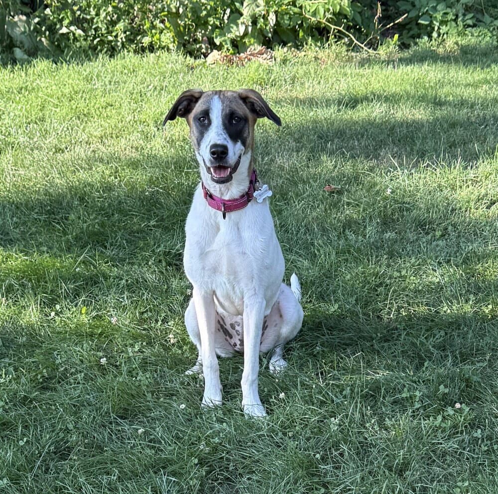 Bonnie Boo - Rat Terrier