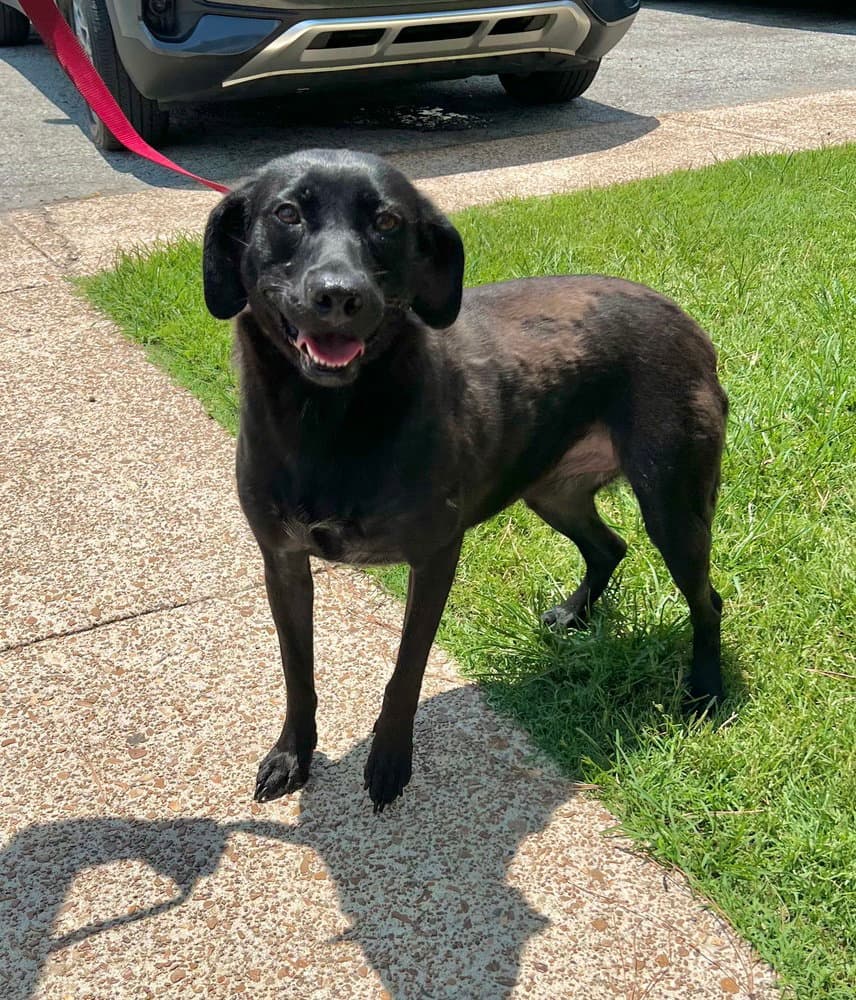 Winkle Jackson - Labrador Retriever
