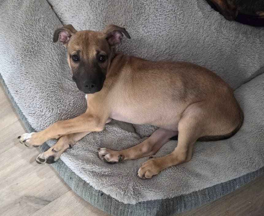 Scooby - Mountain Cur