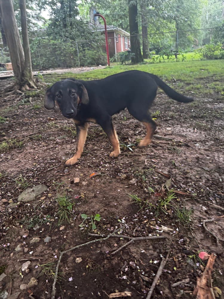 Cole Fortnite - Labrador Retriever