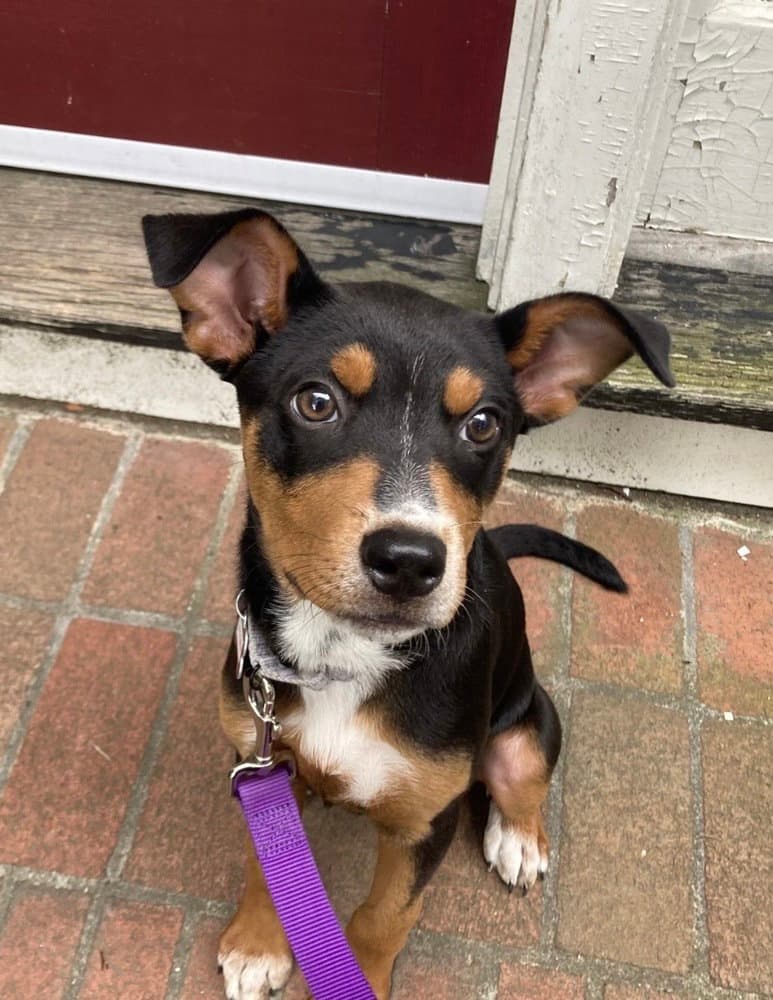 Hattie - Terrier