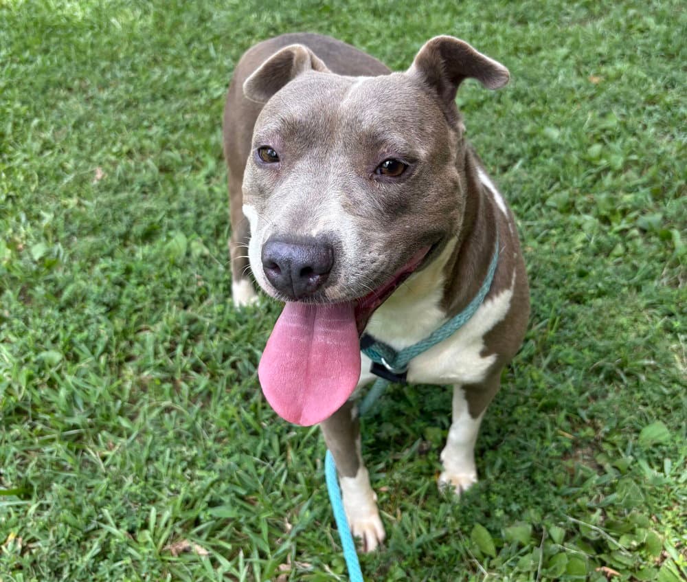 Evora - Pit Bull Terrier