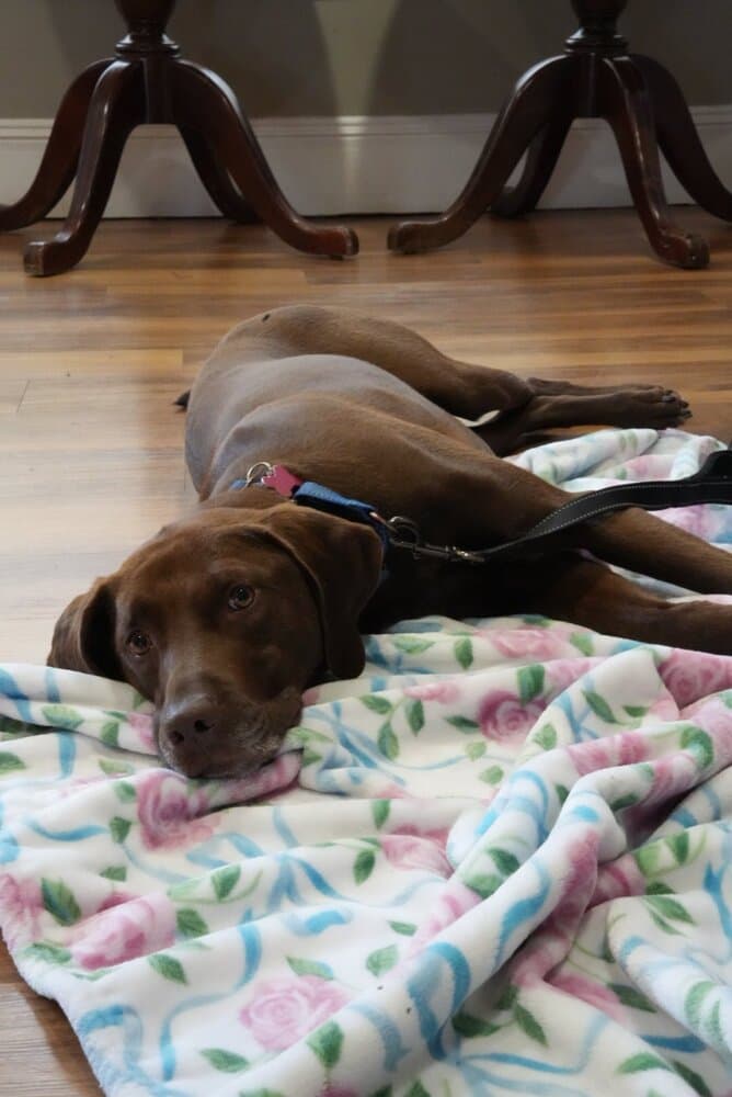Buddy - Labrador Retriever