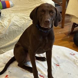 Buddy image 2