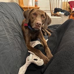 Buddy image 3