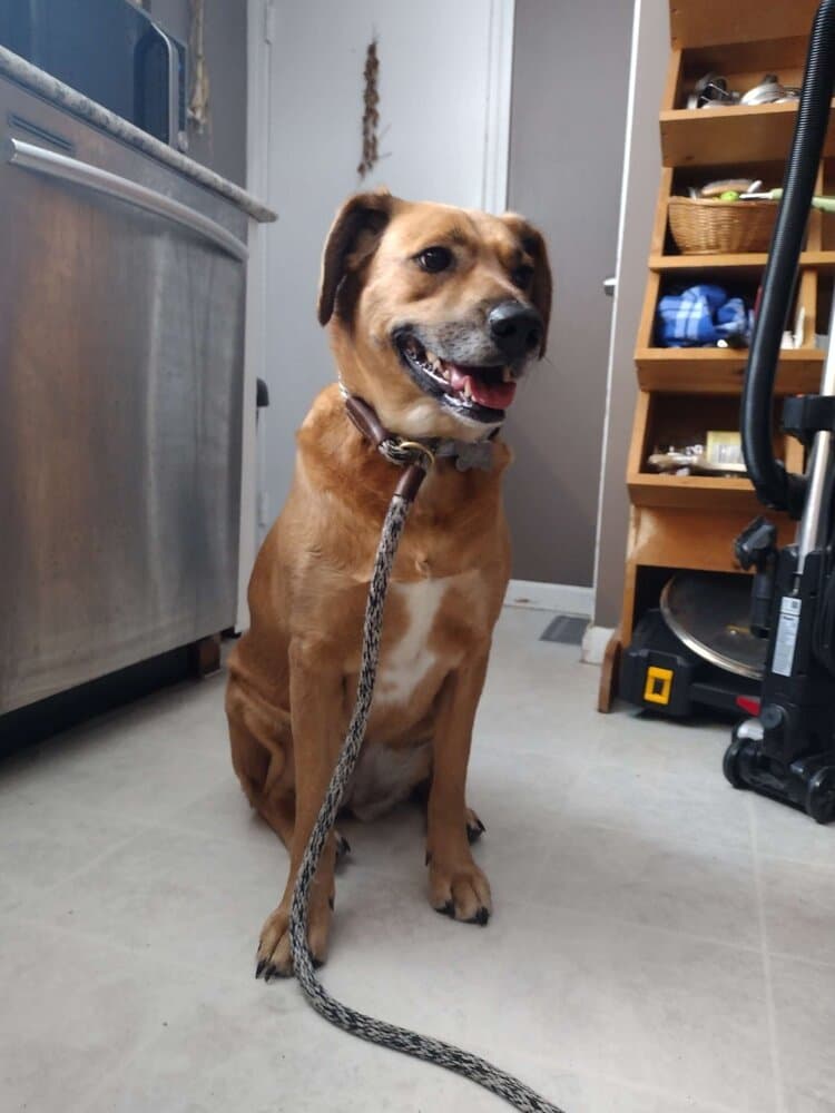 Piper Burton - Terrier