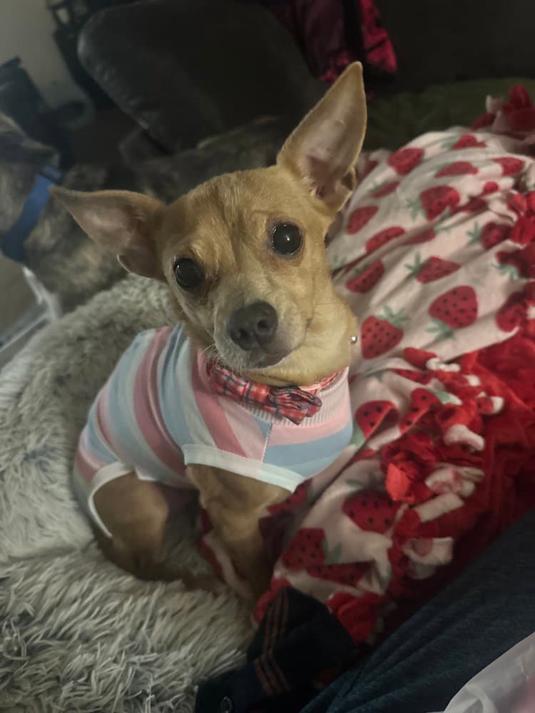 Caramel Mel - Chihuahua