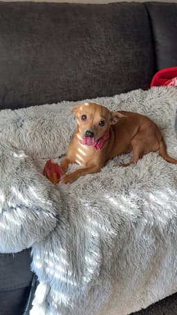 Caramel Mel image 3