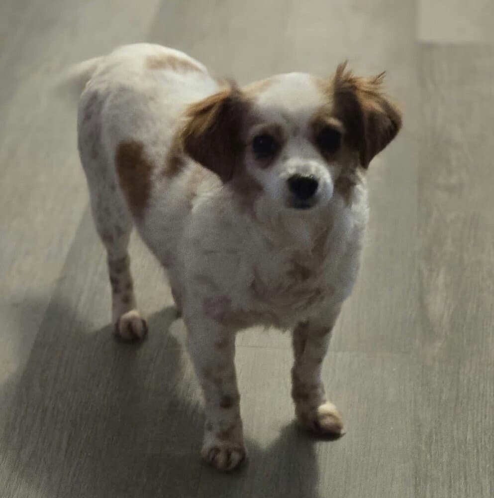 Eloise - Chihuahua