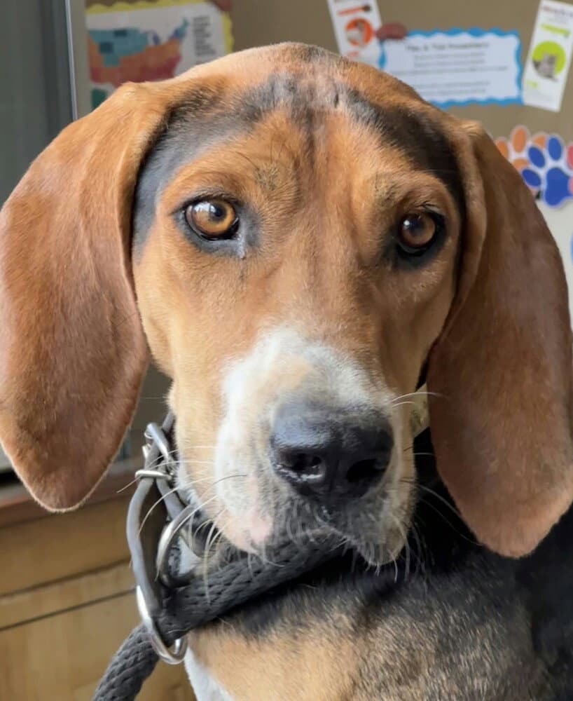 Jethro Bodine - Treeing Walker Coonhound
