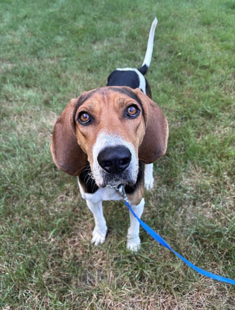 Jethro Bodine - Treeing Walker Coonhound