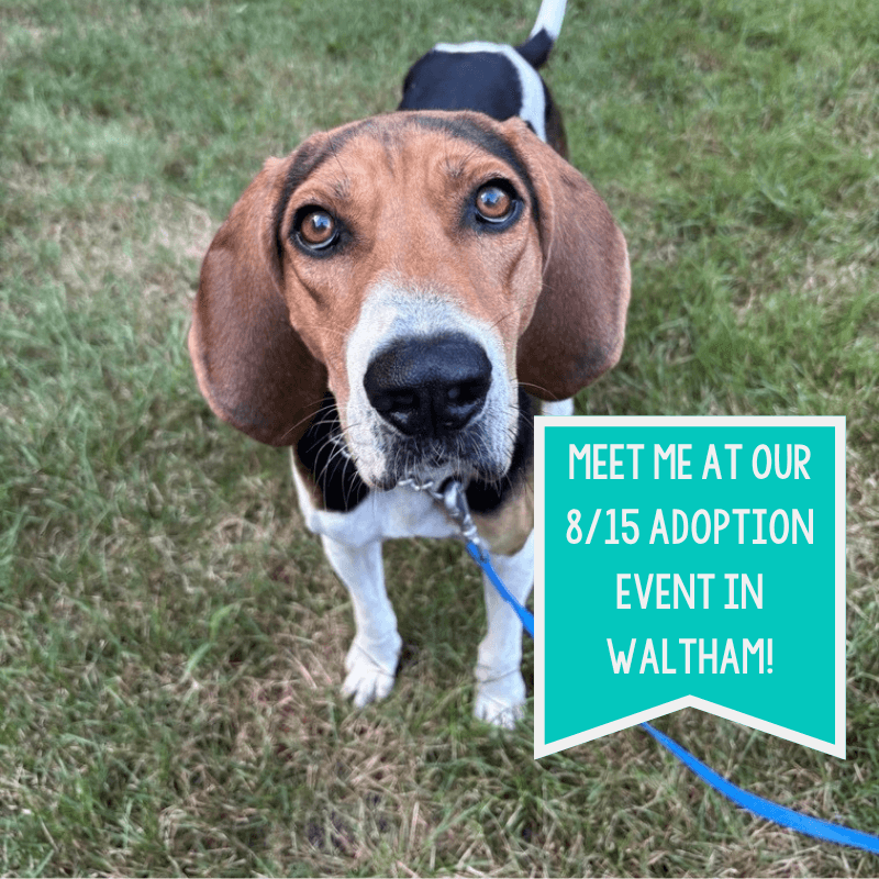 Jethro Bodine - Treeing Walker Coonhound