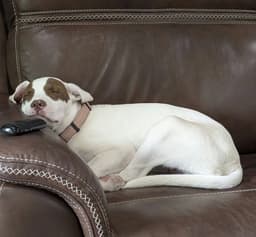 Karli image 3