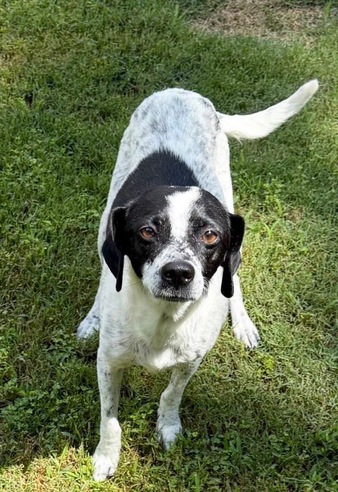 Dottie - Pointer
