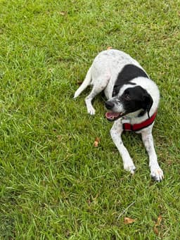 Dottie image 2