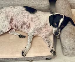 Dottie image 3