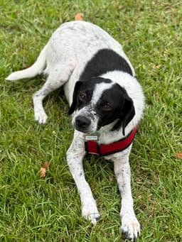 Dottie image 4