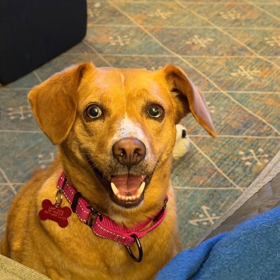 June Mylah - Hound