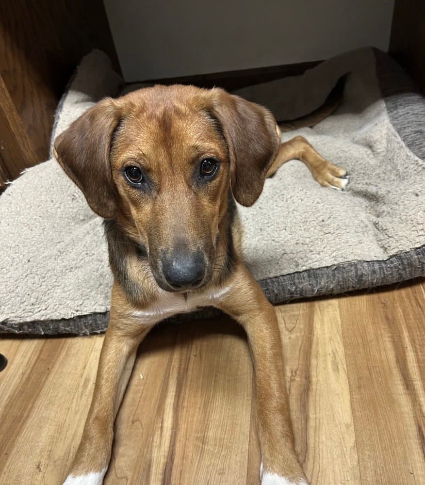 Gemma Rose - Black Mouth Cur